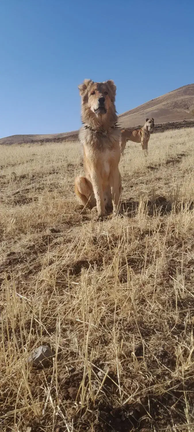 نژادسراب قدیم ۱۵ ماه جوان گلی زمانت|سگ|بستان آباد, |دیوار
