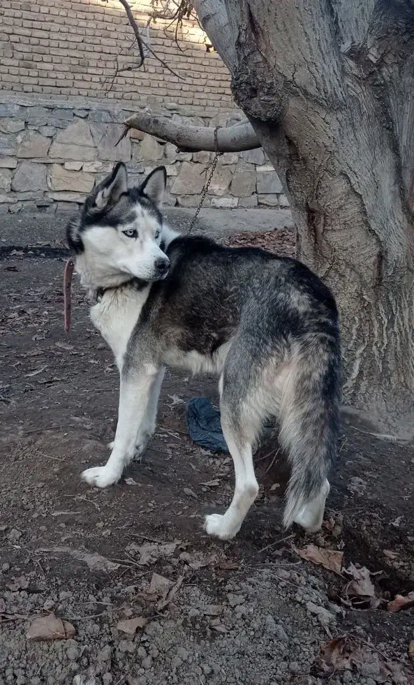 سگ هاسکی|سگ|ملکان, |دیوار