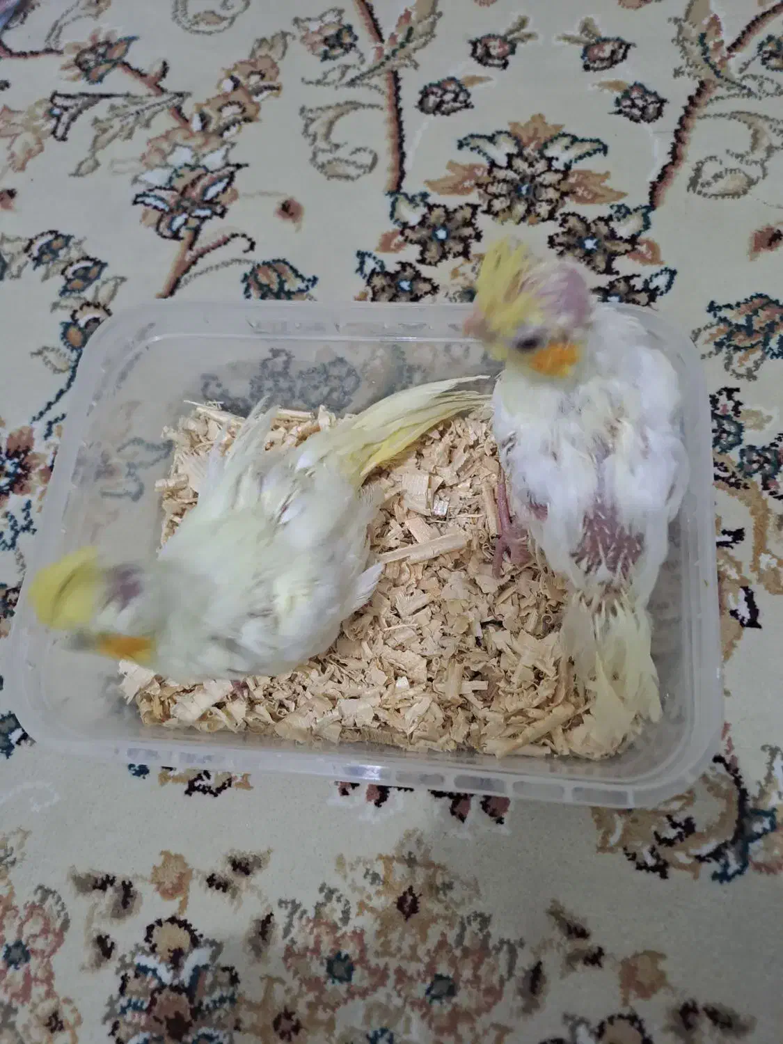 جوجه عروس هلندی|پرنده|تهران, طیب|دیوار