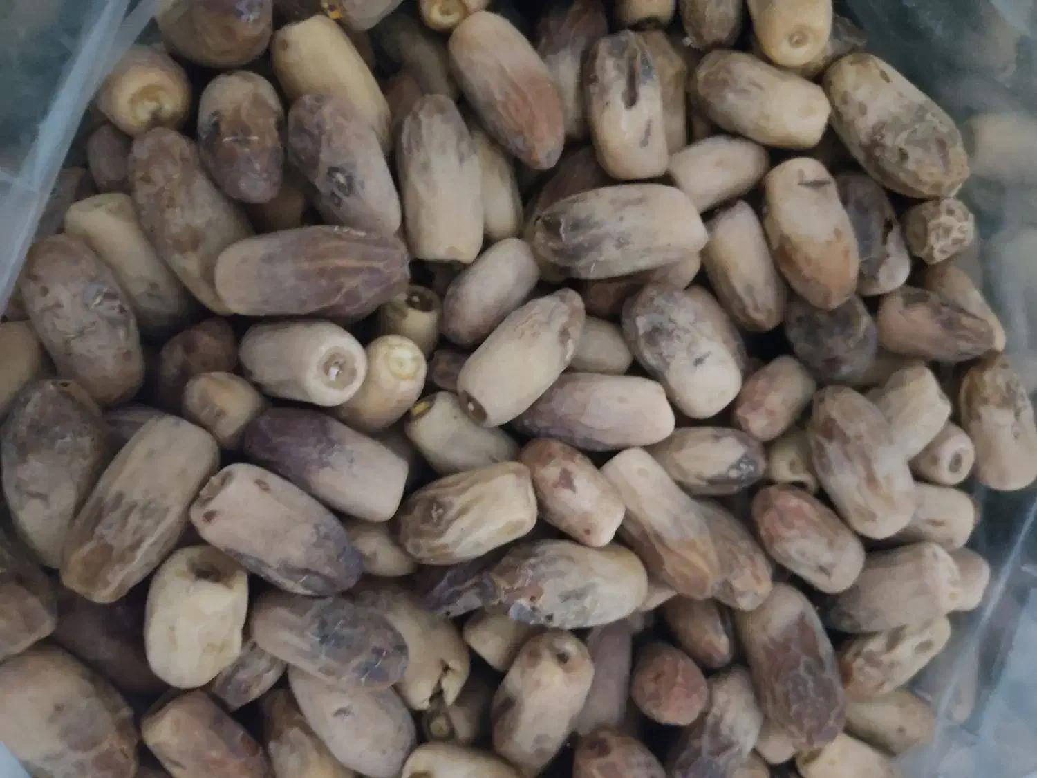 خرما سفید|خوردنی و آشامیدنی|فهرج, |دیوار