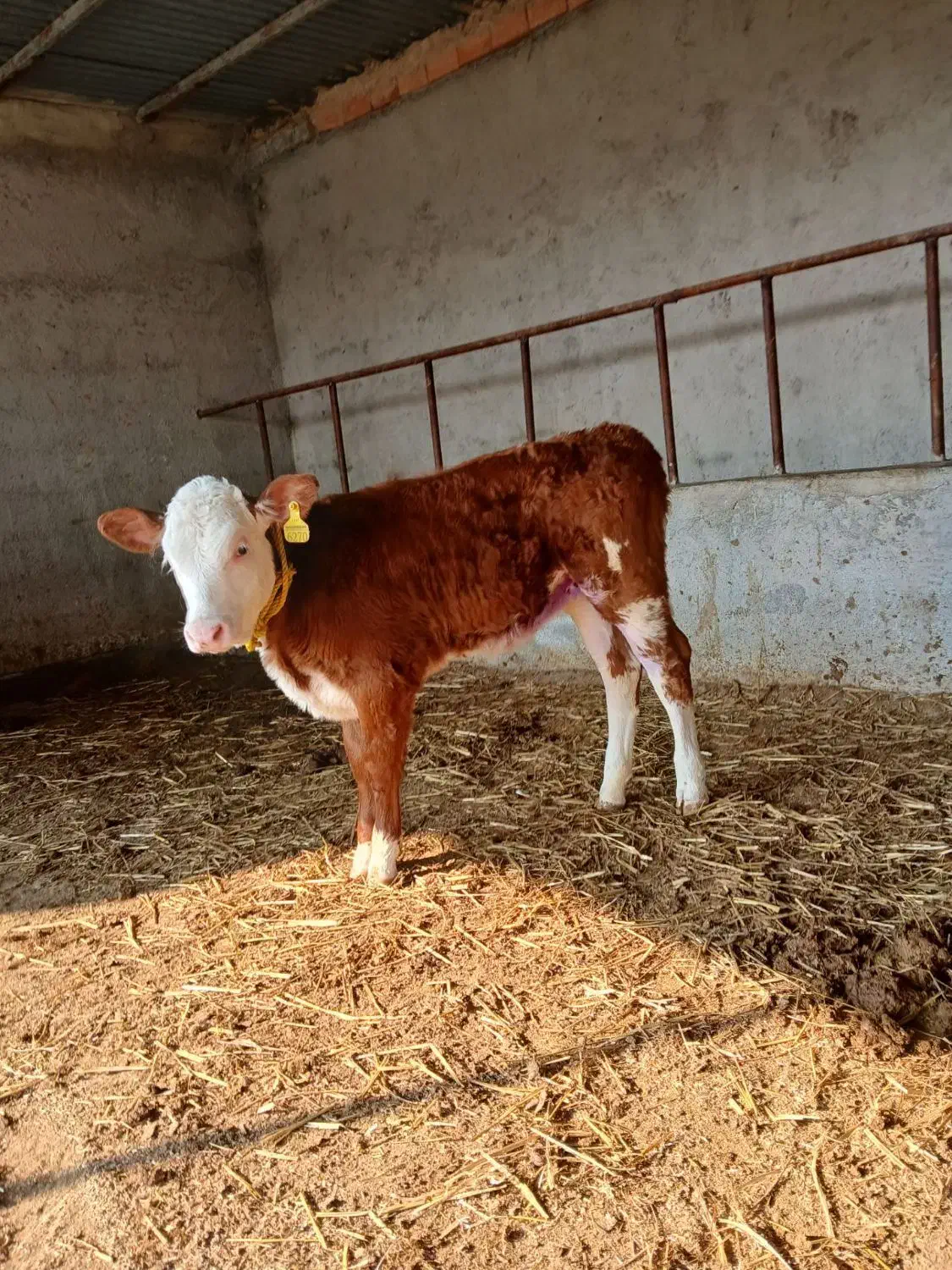 جمع آوری گوساله سیمینتال|حیوانات مزرعه|بندر ترکمن, |دیوار