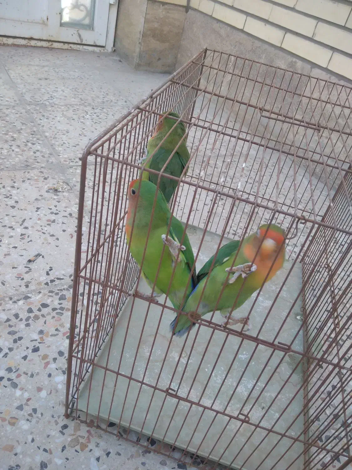 سه عدد کوتوله 800|پرنده|اردکان, |دیوار