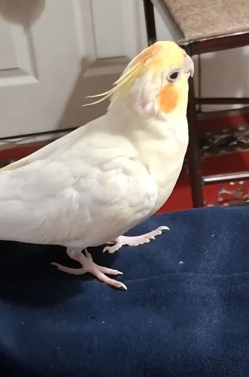 گمشده|حیوانات|قم, بنیاد|دیوار