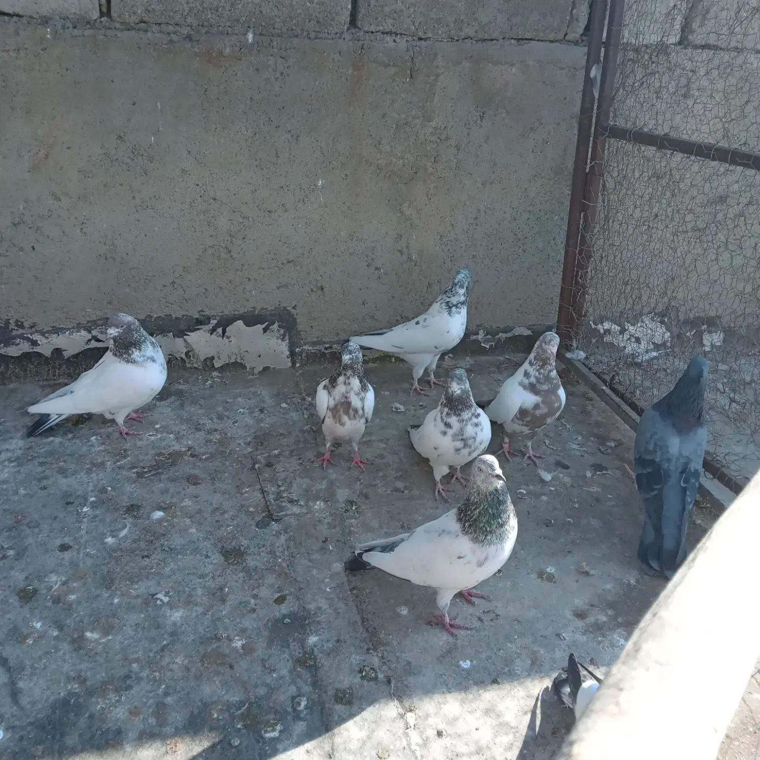 کبوتران کله دم همه ساعتی ۹ عدد|پرنده|کرمانشاه, |دیوار