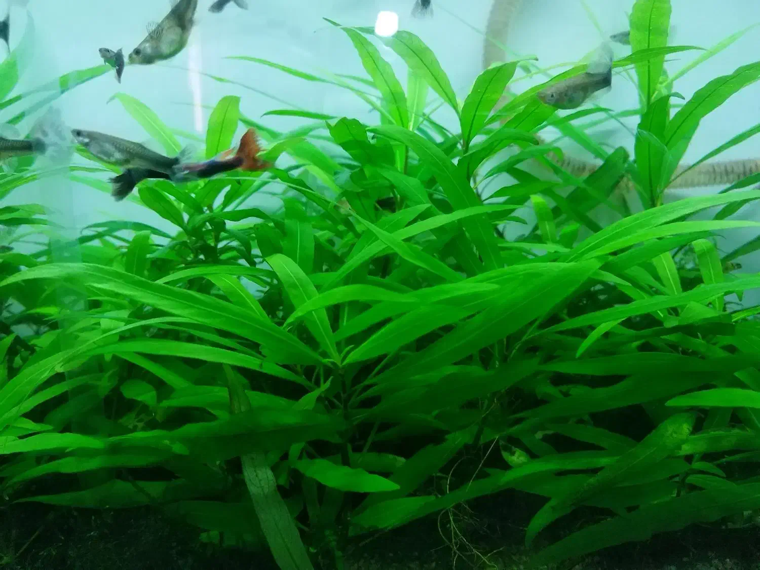 گیاه اکواریوم|ماهی|شیراز, هفت تنان|دیوار