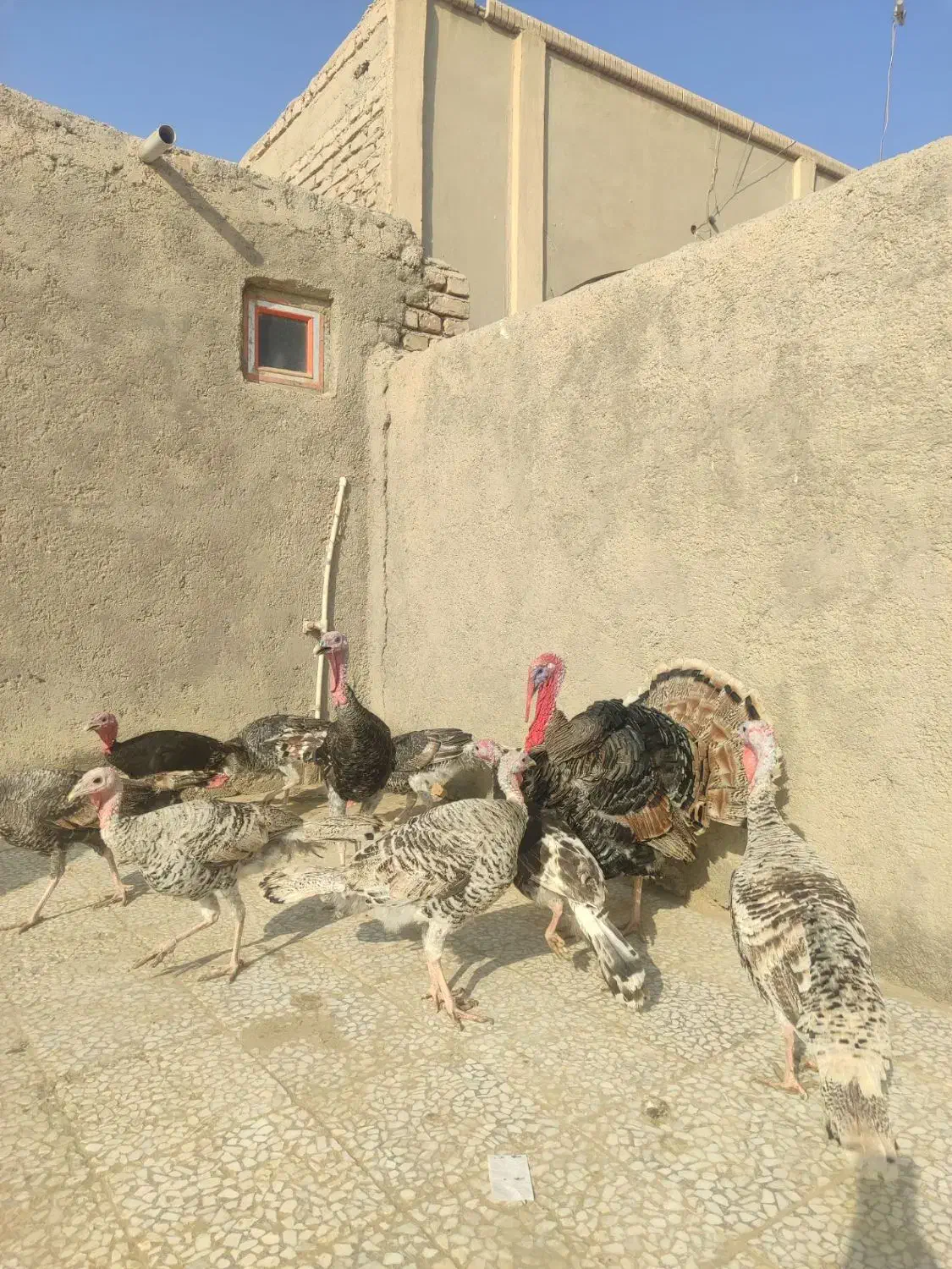 بوقلمون|حیوانات مزرعه|زهک, |دیوار