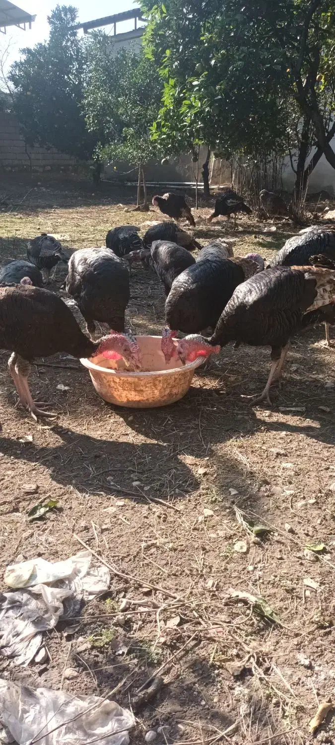 بوقلمون|حیوانات مزرعه|نوشهر, |دیوار