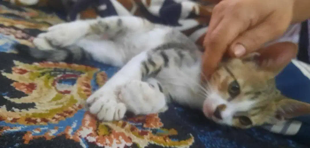 گمشده|گربه|دزفول, |دیوار