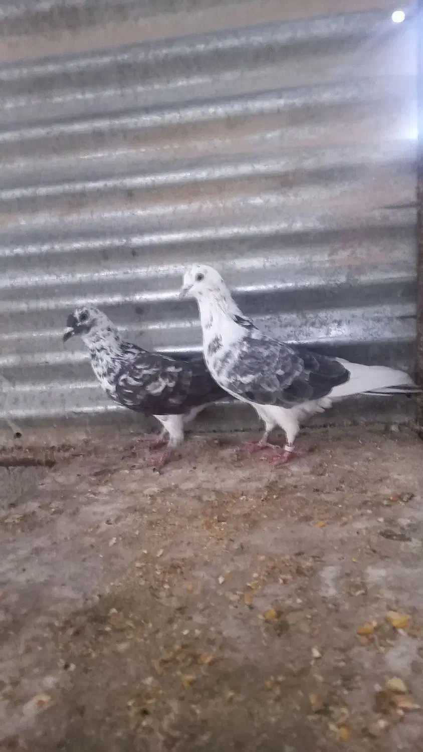 کفتر پرشی|پرنده|حمیدیا, |دیوار