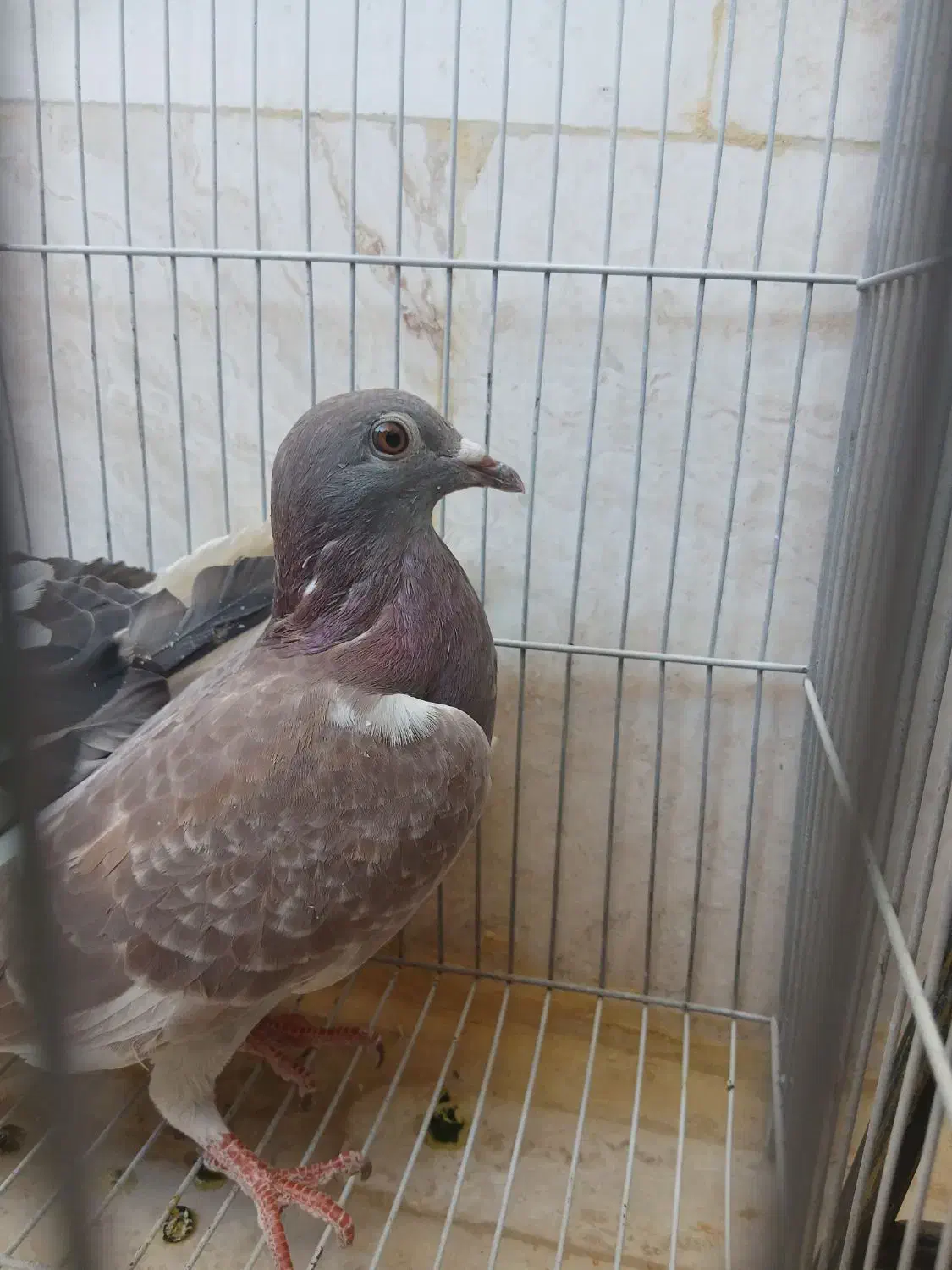 کبوتر پلاکی|پرنده|محلات, |دیوار