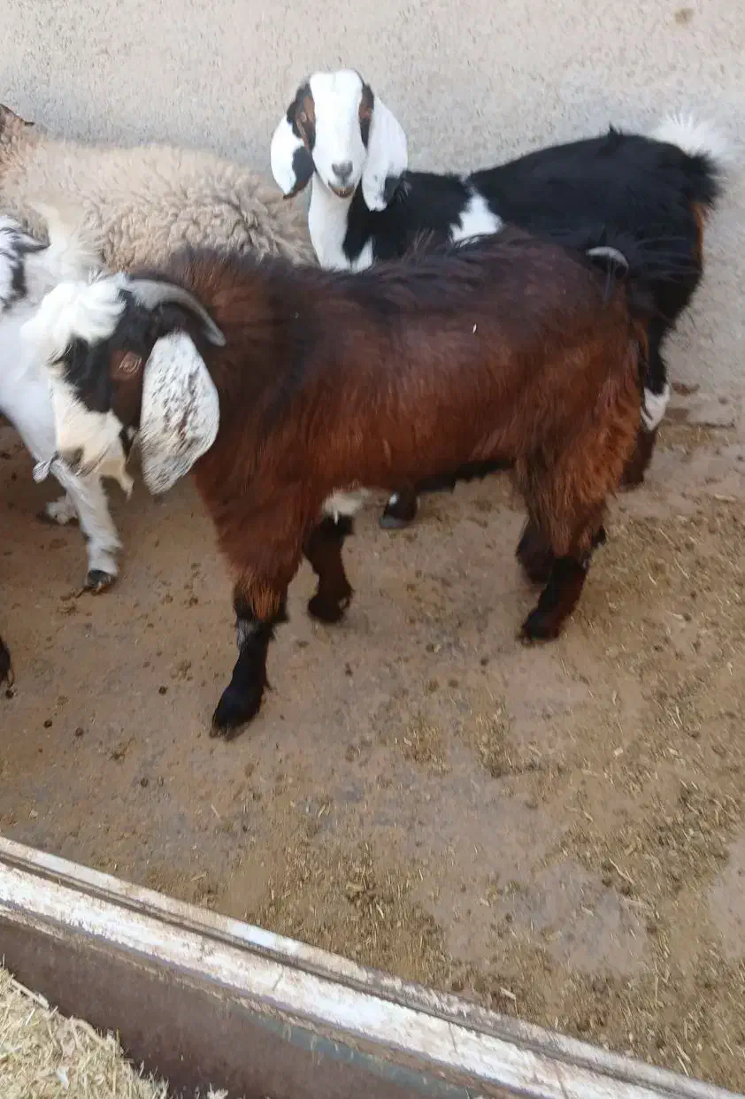 ۱ عدد نر بزه پاکستان|حیوانات مزرعه|ماهدشت, |دیوار