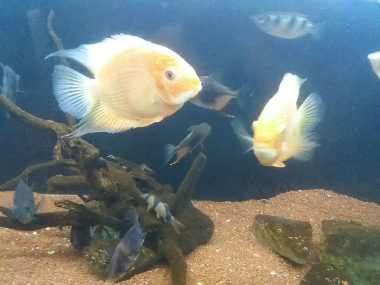 ماهی|ماهی|رشت, قاسمیه|دیوار