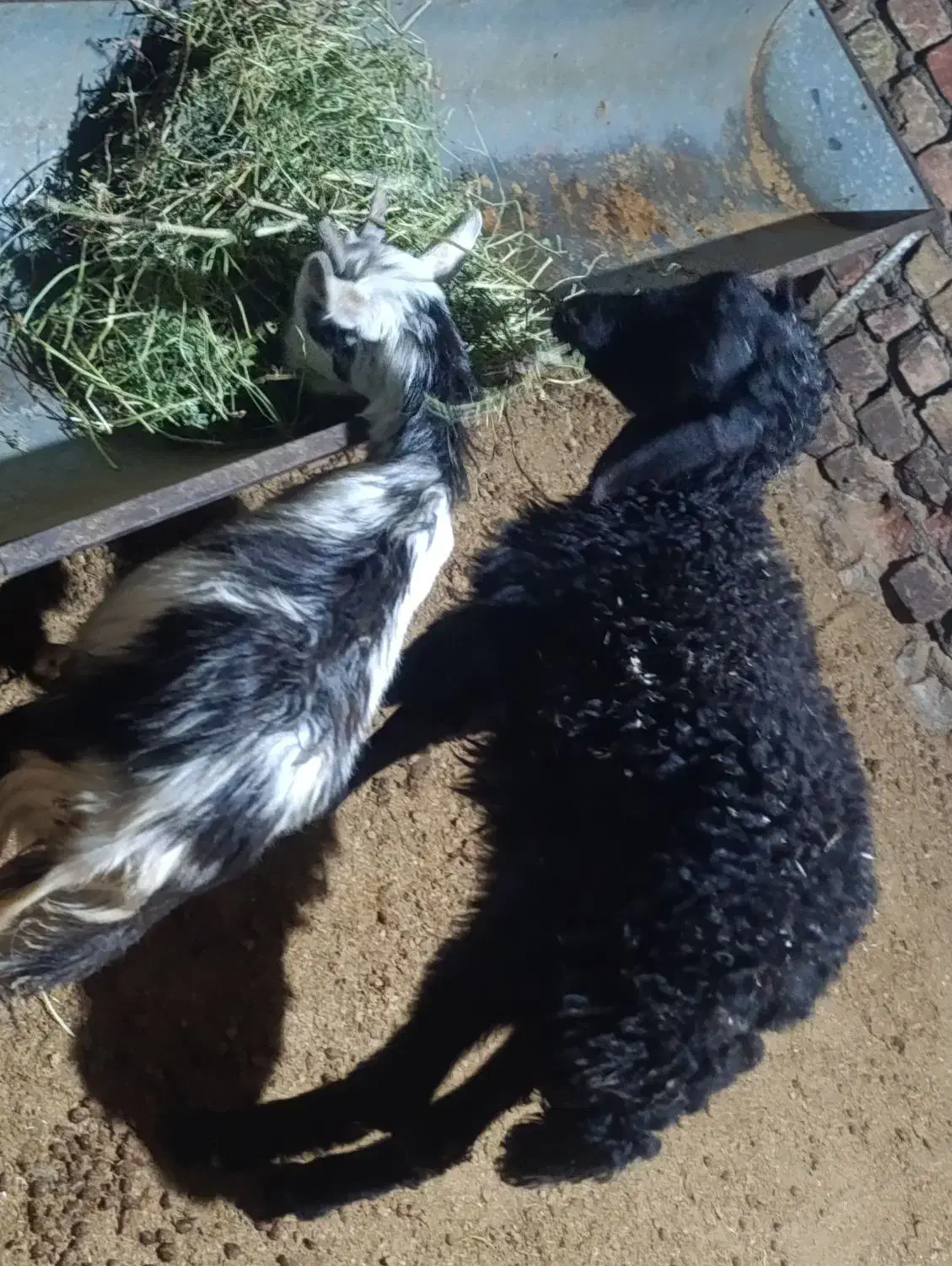 یک راس بره نرویک راس بزغاله|حیوانات مزرعه|کرج, شهرک بنفشه|دیوار