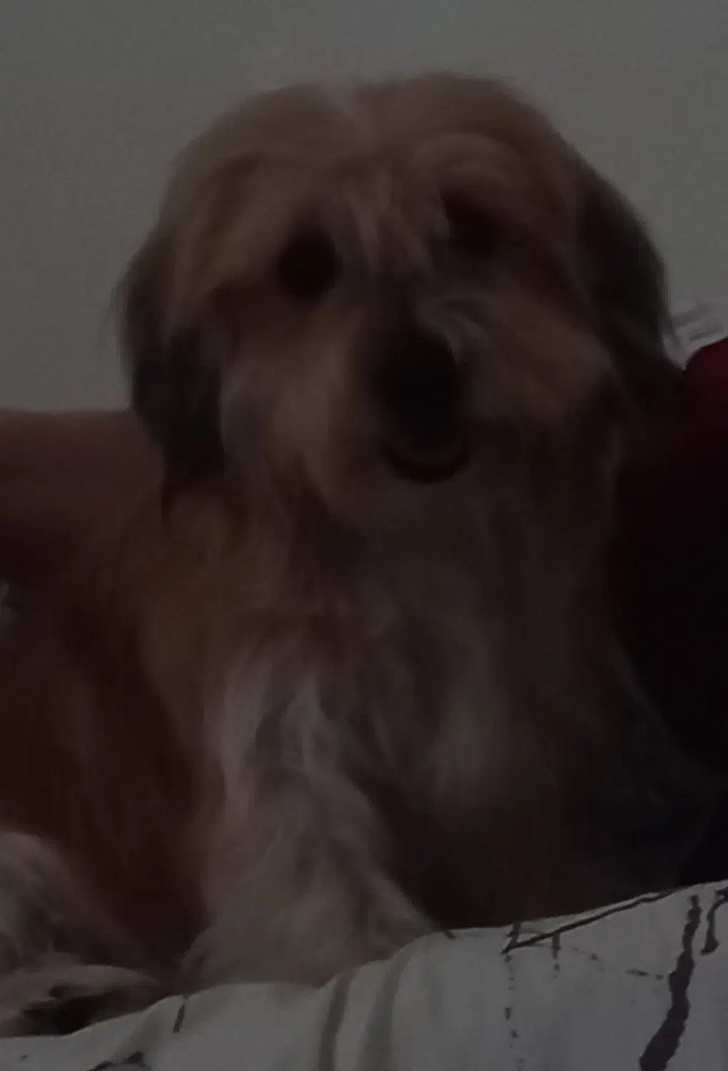 سگ گمشده|حیوانات|تهران, یافت‌آباد|دیوار