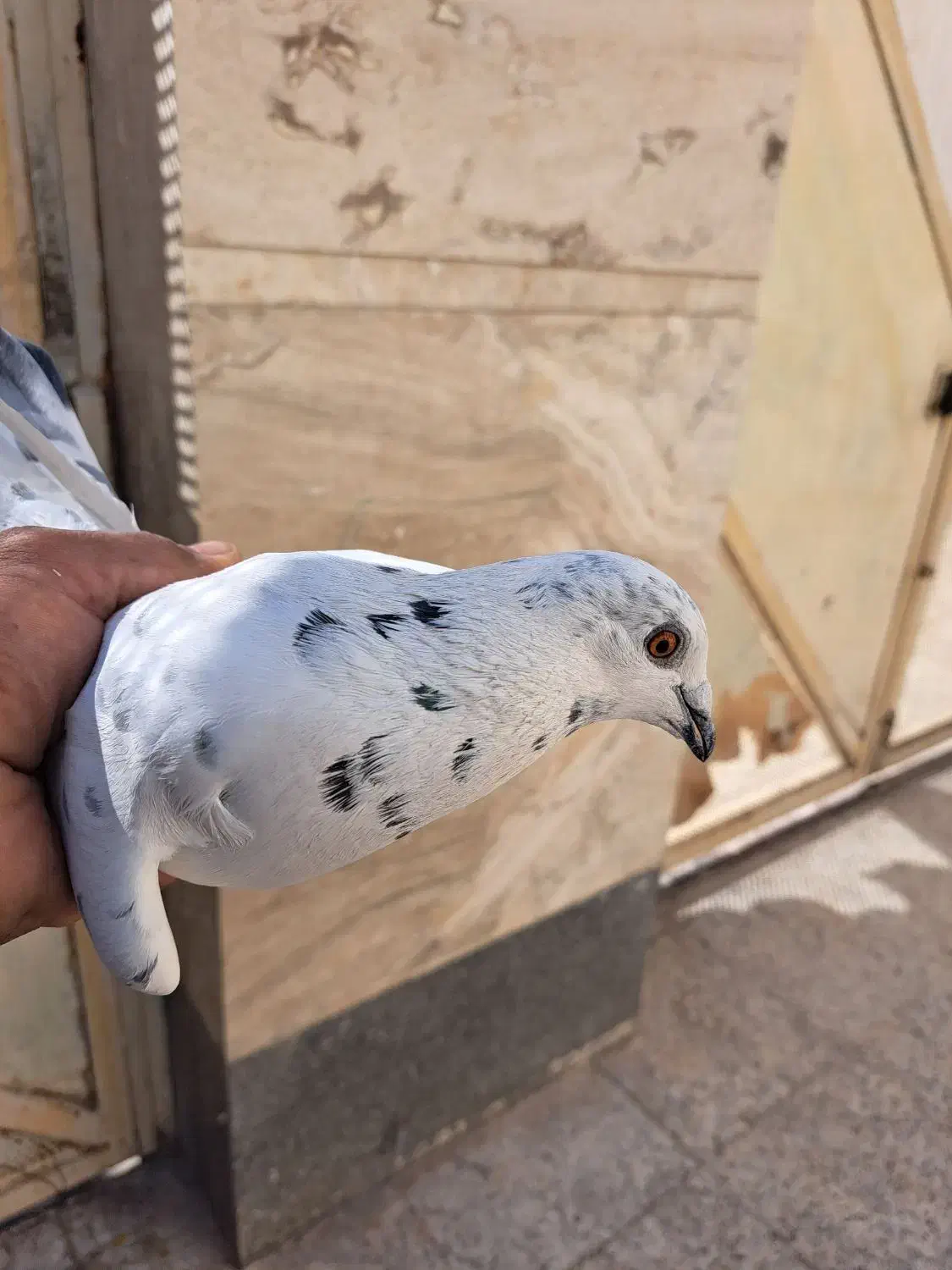 کفتر وپرنده|پرنده|شیراز, شهرک رضوان|دیوار