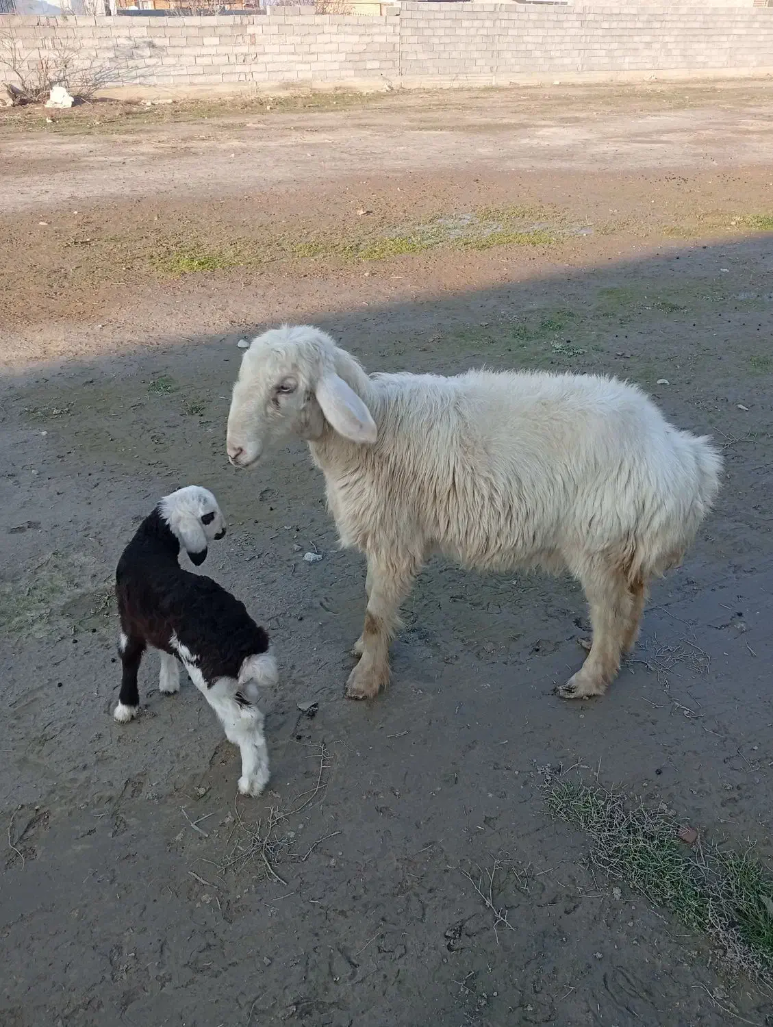 گوسفند با بره|حیوانات مزرعه|سیمین شهر, |دیوار