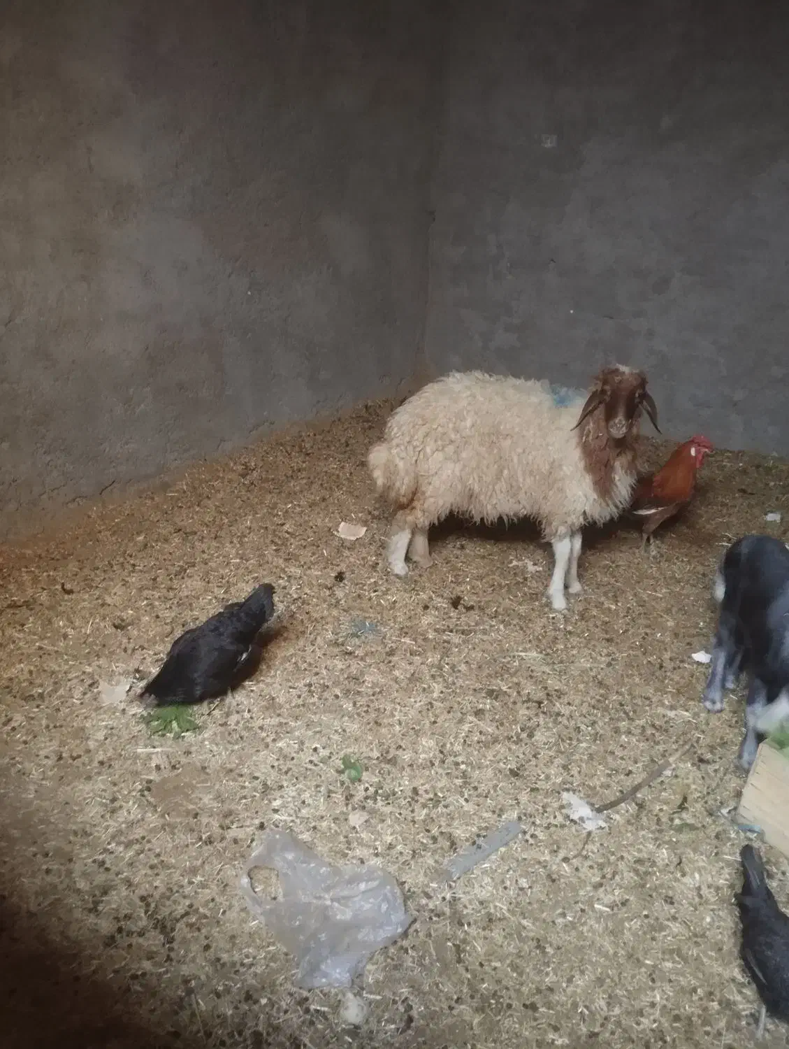 یک عدد بره ماده|حیوانات مزرعه|اهواز, کیان اباد|دیوار