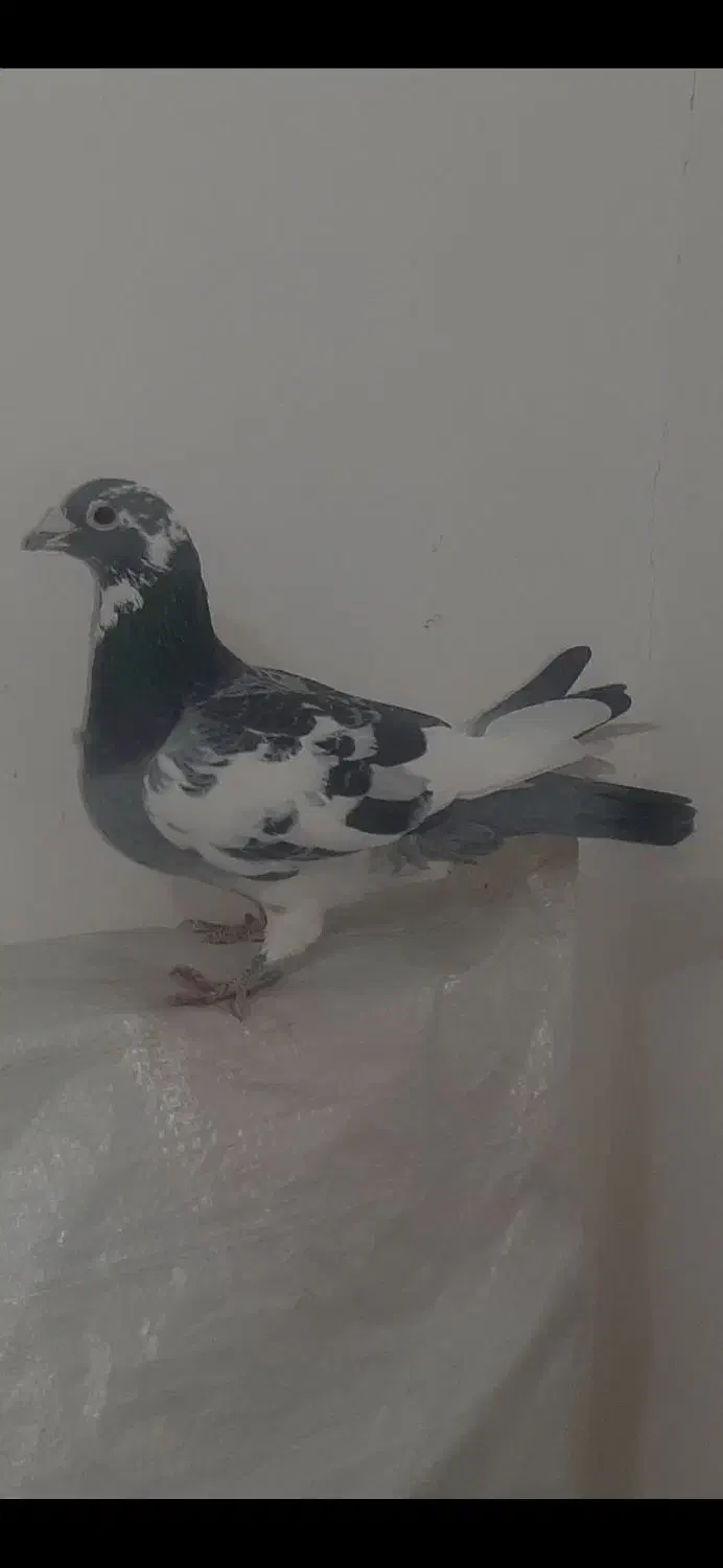 چند تا کفتر|پرنده|تربتحیدریه, شهدا|دیوار