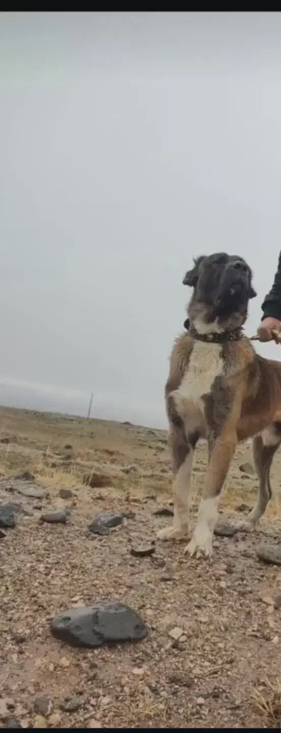 توله های سرابی|سگ|سراب, |دیوار