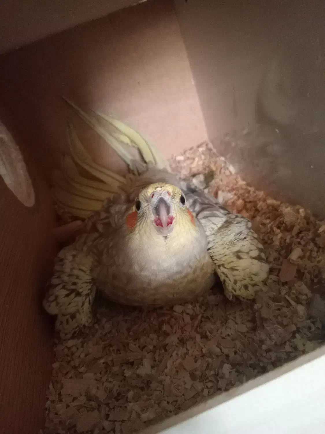 نرماده عروس هلندی|پرنده|کرمان, |دیوار