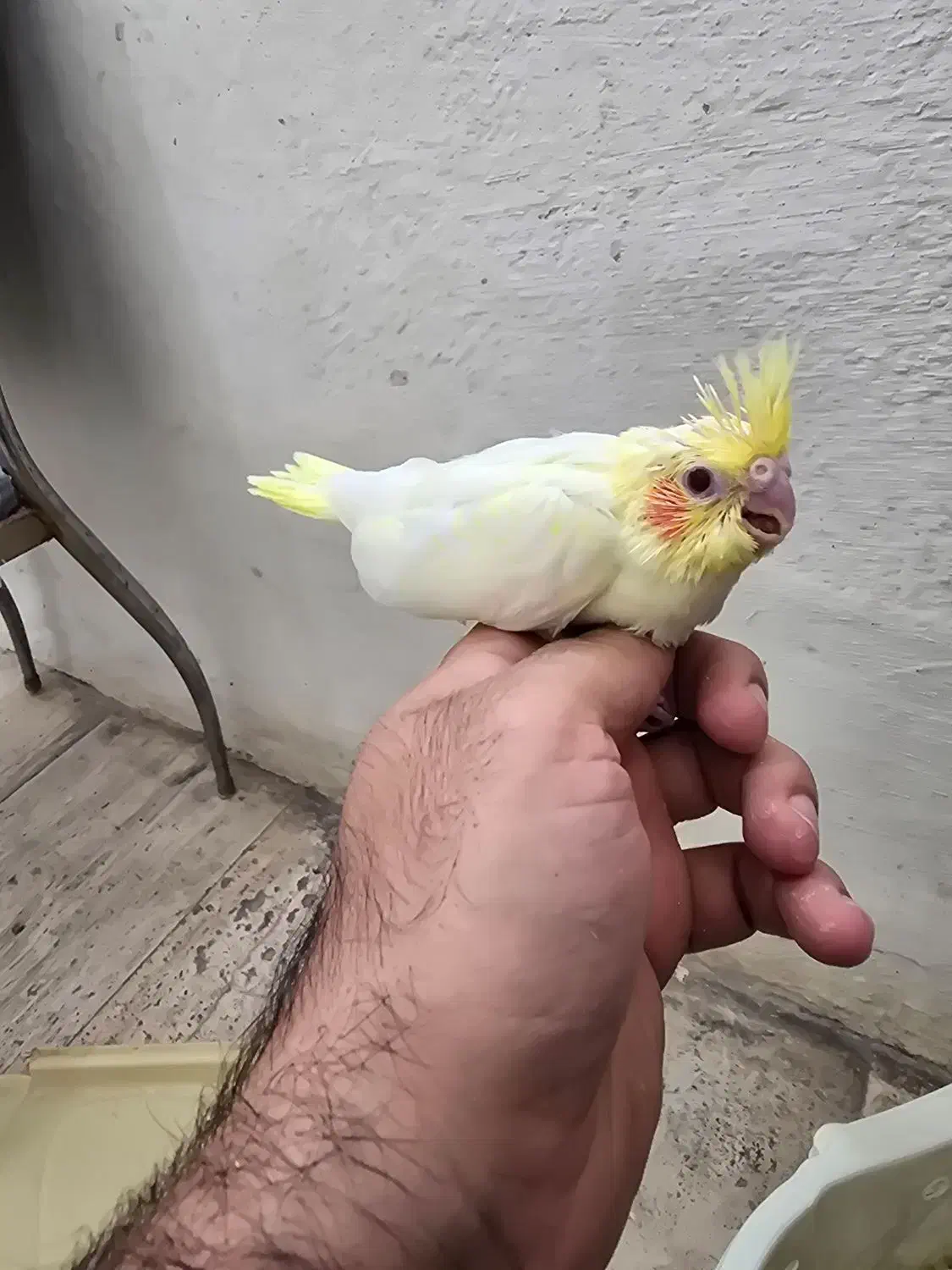 گرینچیک جوجه عروس هلندی مرغ عشق کبوتر|پرنده|بندرعباس, |دیوار