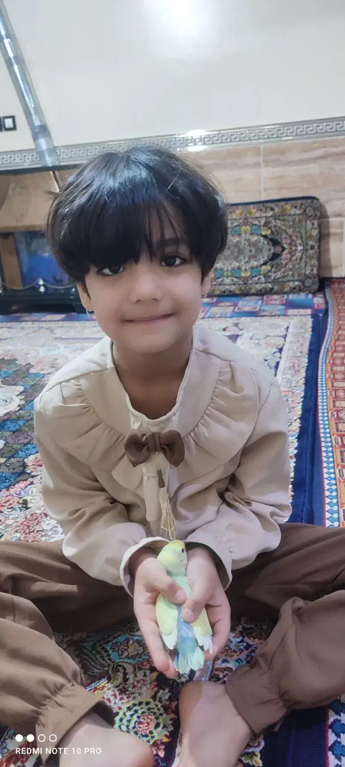 طوطی برزیلی (اوپال)|پرنده|شهریار, کردزار|دیوار