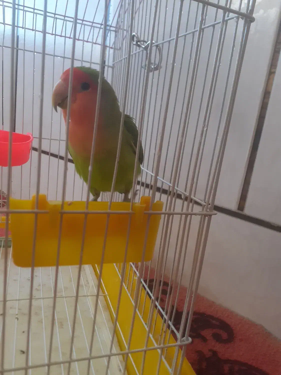 پرنده|پرنده|شهرضا, |دیوار