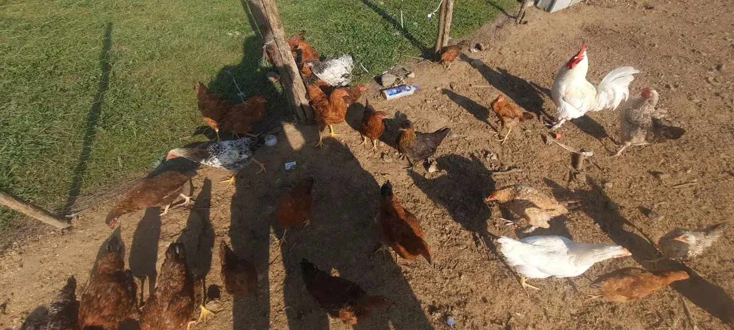 ۲۵ عدد خروس و ۱۰ عدد مرغ|حیوانات مزرعه|گوراب زرمیخ, |دیوار