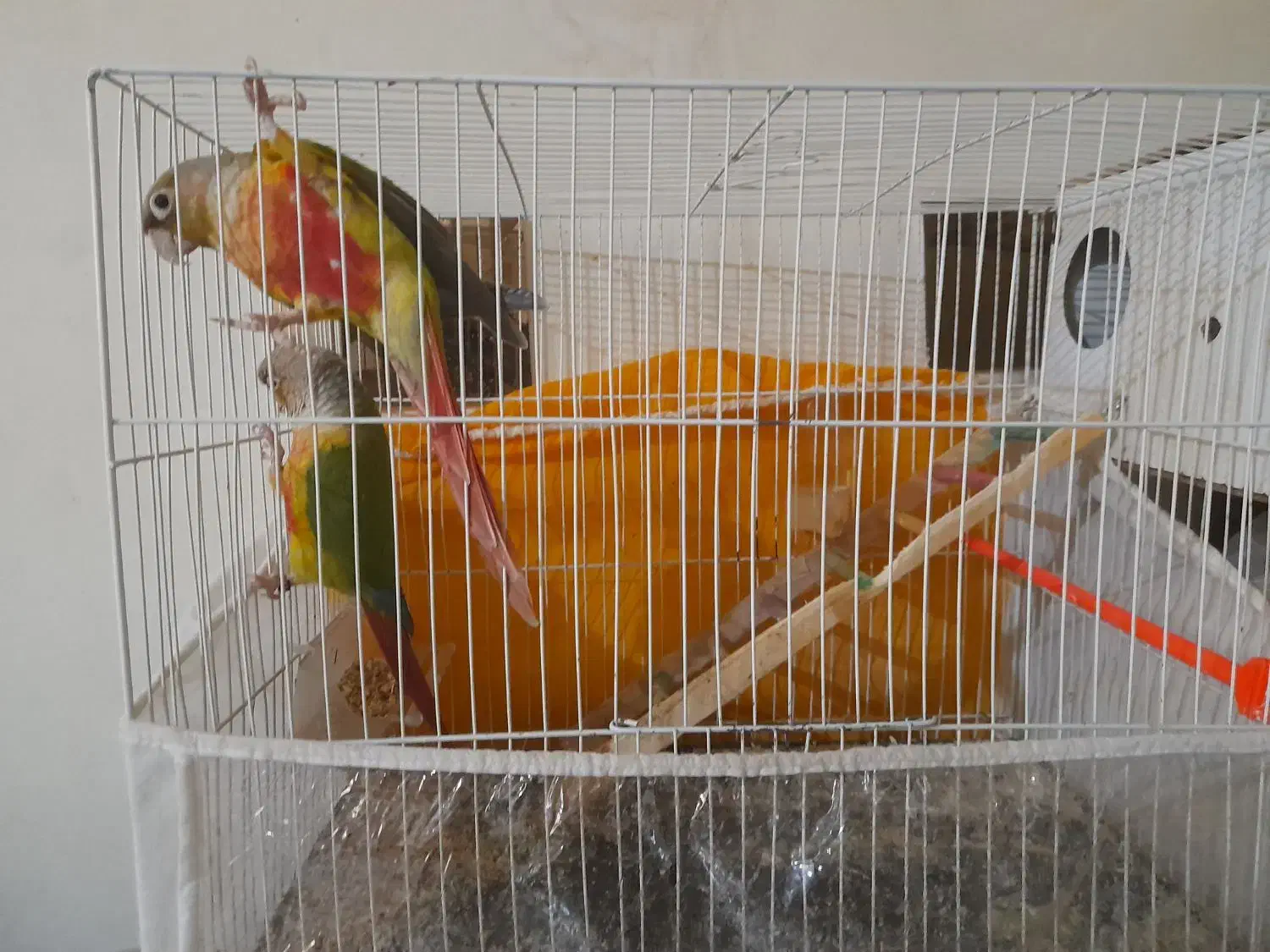 گرینچیک نر و ماده سالم|پرنده|مشهد, شهید فرامرز عباسی|دیوار