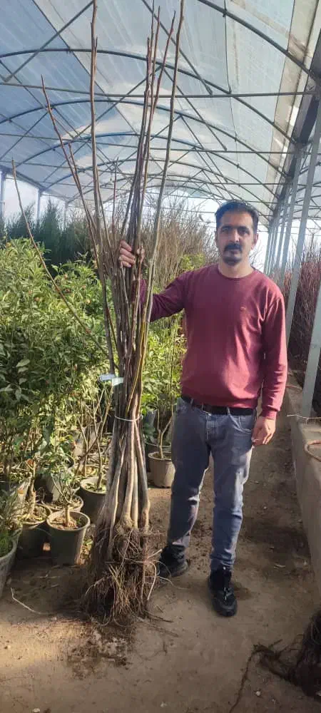 فروش نهال گردو مرغوب - تضمینی|خدمات باغبانی و درختکاری|آباده, |دیوار