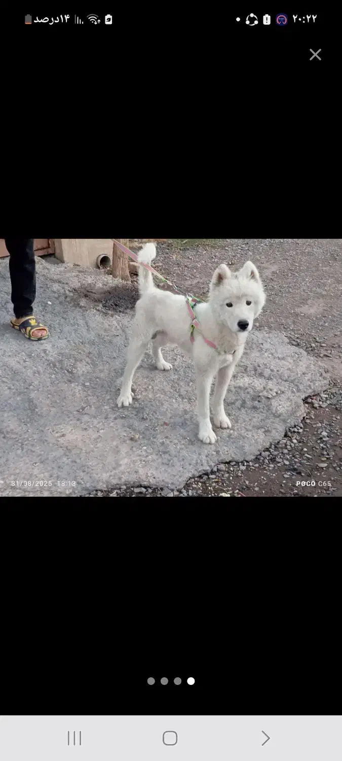 گمشده|حیوانات|رفسنجان, |دیوار