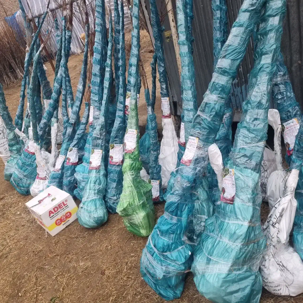 تولید نهال سنجد قزل|خدمات باغبانی و درختکاری|خوسف, |دیوار