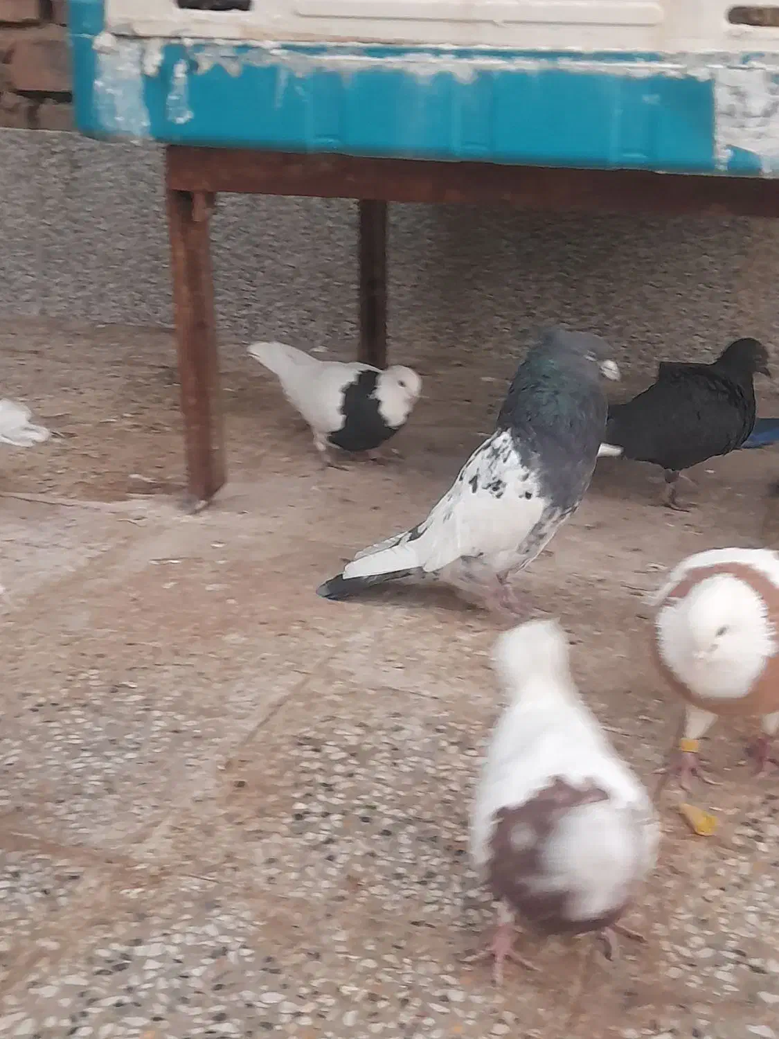 کفترسر دم سبز|پرنده|زرند, |دیوار