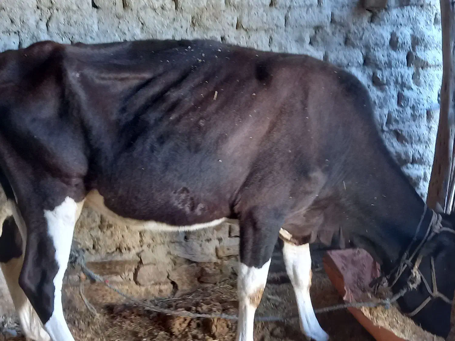 گاوشیری|حیوانات مزرعه|هیدوچ, |دیوار