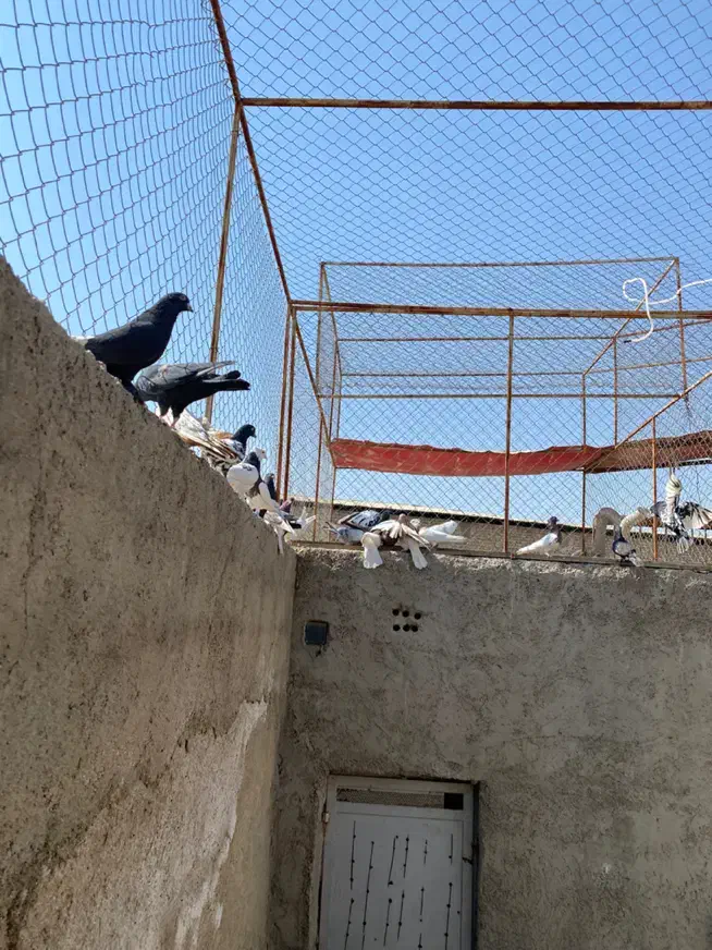 کفتر بهبونی شهری|پرنده|شیراز, شهرک مدرس|دیوار