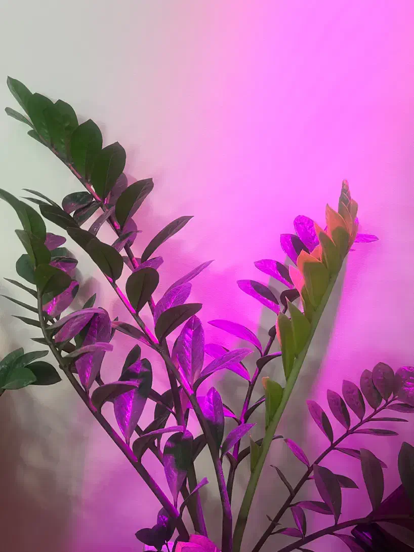 زاموفیلیا|گل و گیاه طبیعی|تهران, حافظیه|دیوار