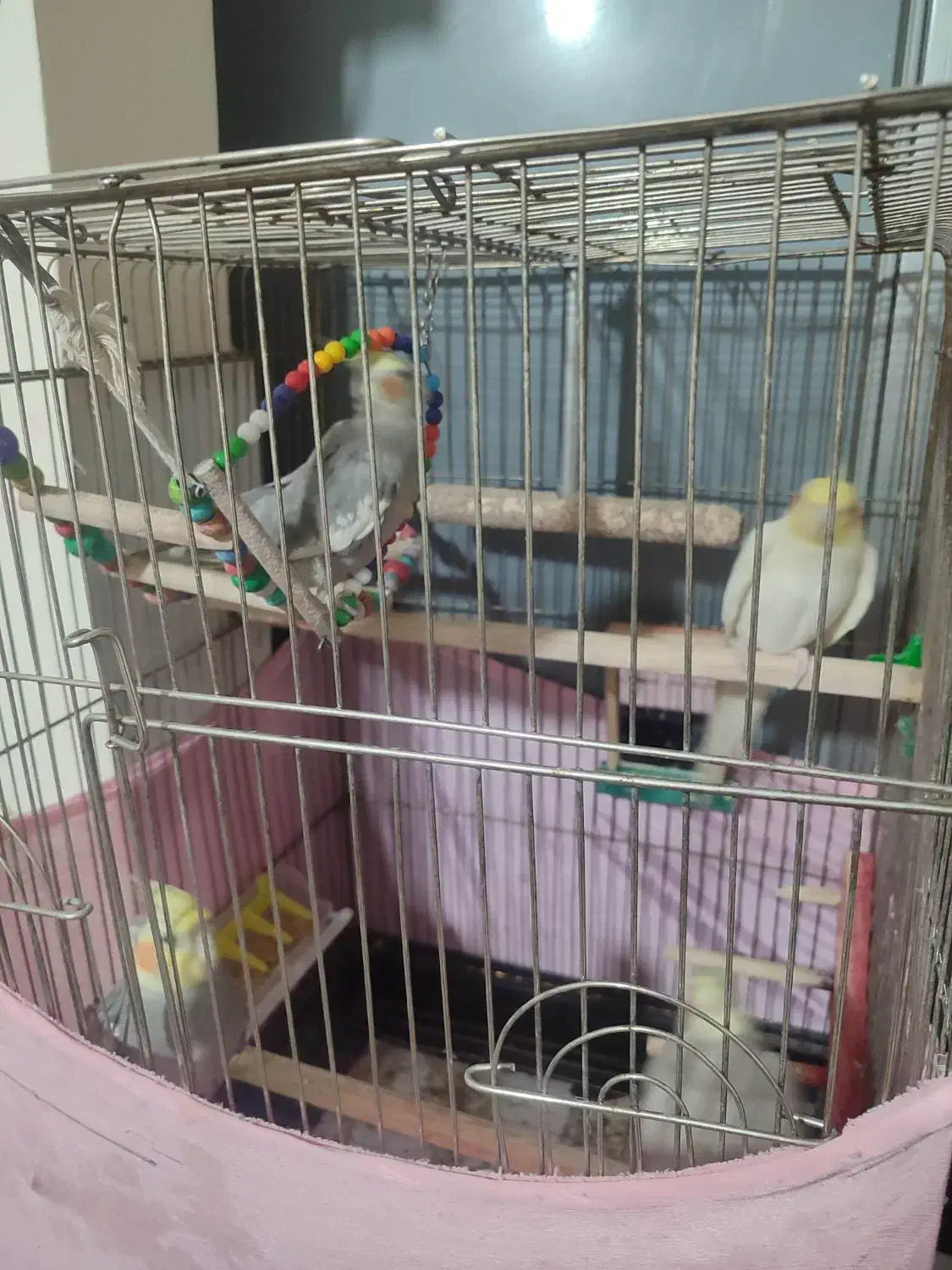 عروس هلندی|پرنده|محمدیه-قزوین, |دیوار