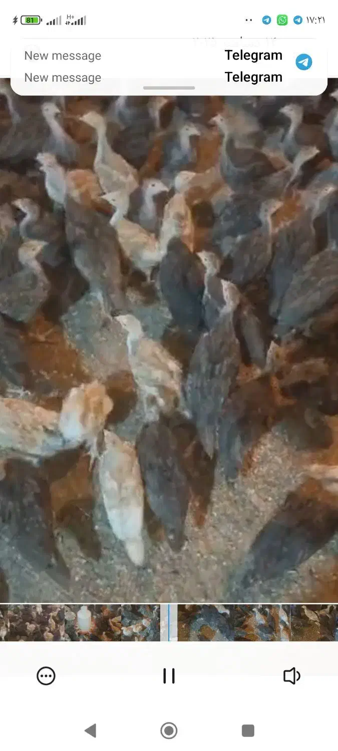 بوقلمون ۴۰روزه|حیوانات مزرعه|زند, |دیوار