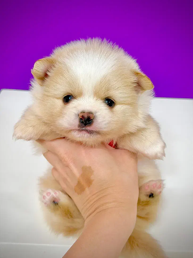 سگ‌پامرانین خرسی نر ۳ماهه مینیاتوری جیبی|سگ|تهران, نازی‌آباد|دیوار