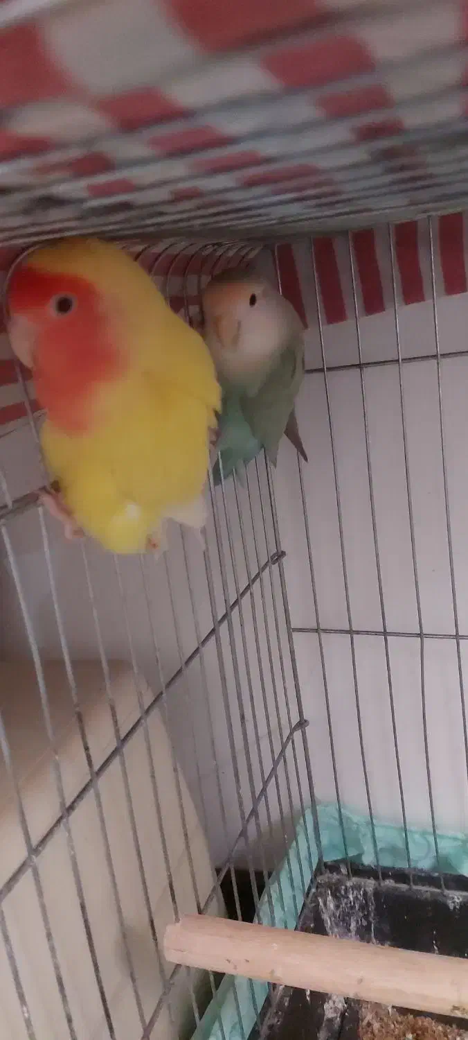 طوطی برزیلی مولد چند ساله وارداتی|پرنده|کرج, عظیمیه|دیوار