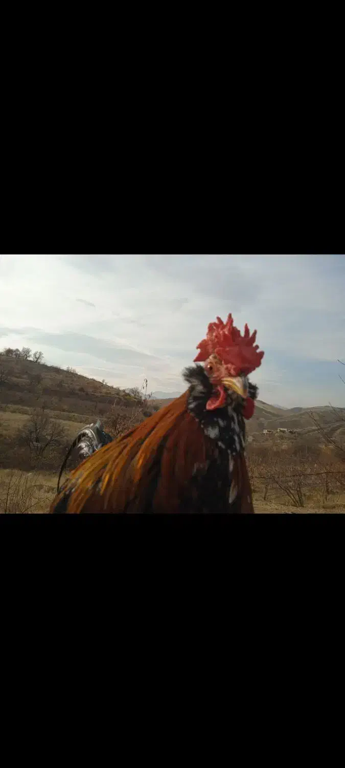 دو خروس چهل تاج خوش رنگ و زیبا|حیوانات مزرعه|سنندج, |دیوار