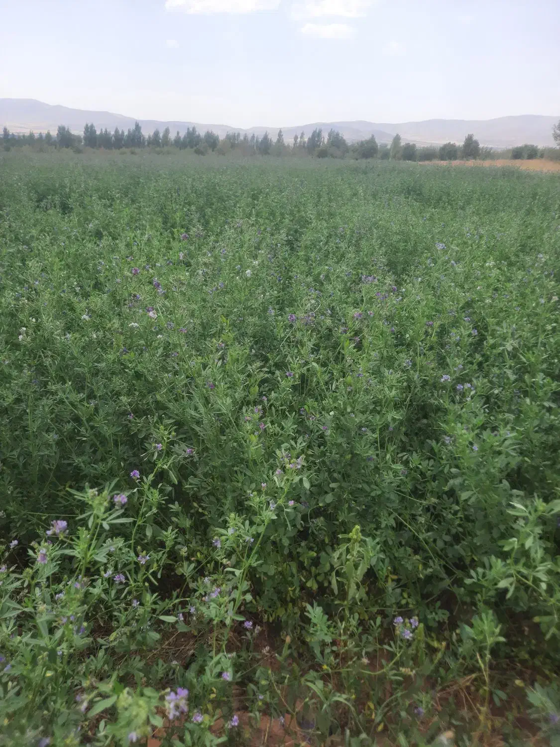 بذر یونجه بوجارشده ۵۰۰ کیلو|حیوانات مزرعه|زالیان, |دیوار