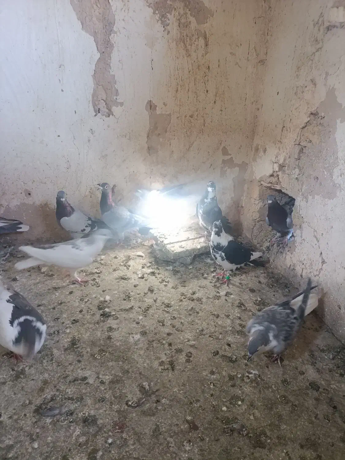 کبوترنوبازی|پرنده|مشهد, نیزه|دیوار