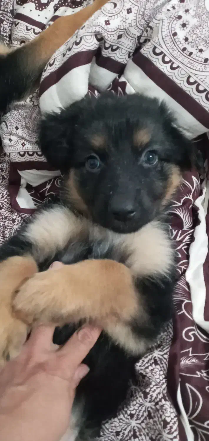 ژرمن ماده|سگ|چهارباغ, |دیوار