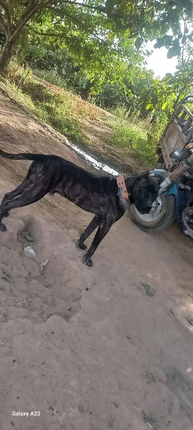 سگ پیتبول|سگ|میاندوآب, |دیوار