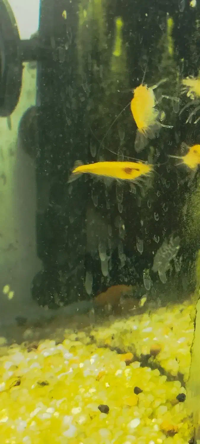 شریمپ . آکواریوم . ماهی .|ماهی|مرودشت, بیست متری بیمارستان|دیوار