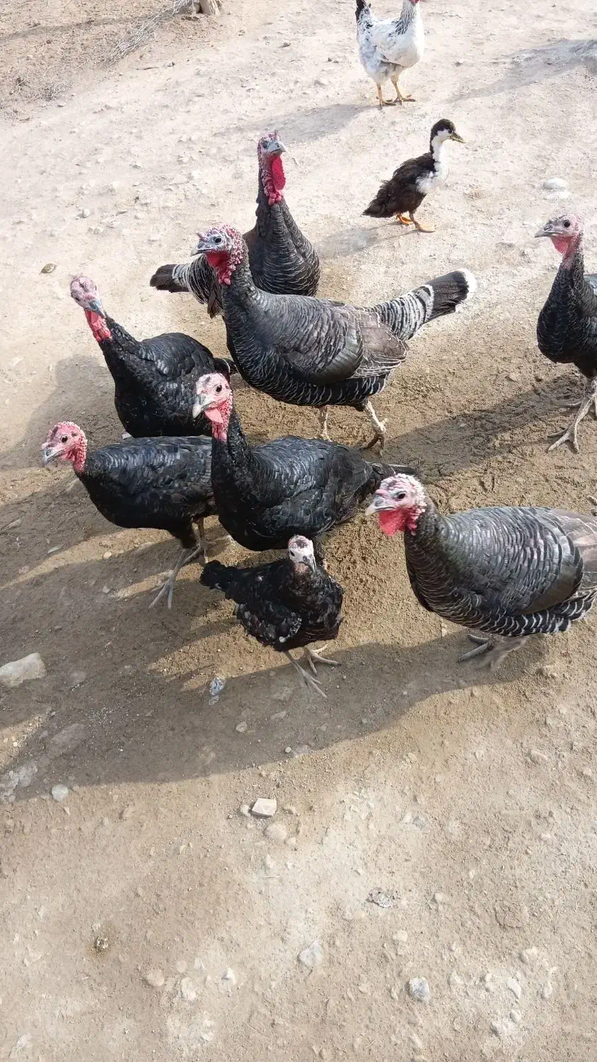 بقلمو|حیوانات مزرعه|پلدشت, |دیوار