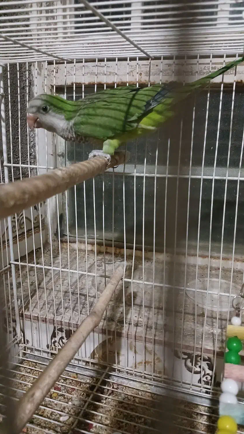 راهب و گرینچیک|پرنده|زبرخان, |دیوار