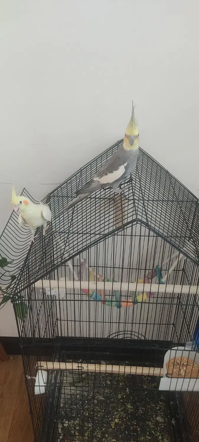 جفت طوطی عروس هلندی با قفس و لوازم|پرنده|قروه, |دیوار