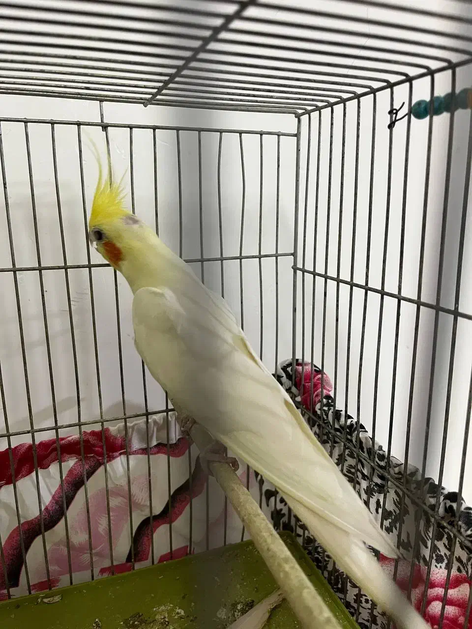 طوطی عروس گمشده|حیوانات|آمل, |دیوار